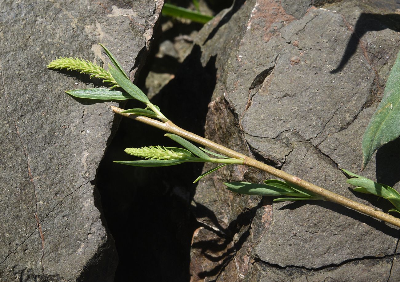 Image of genus Salix specimen.