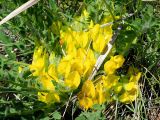 Astragalus henningii