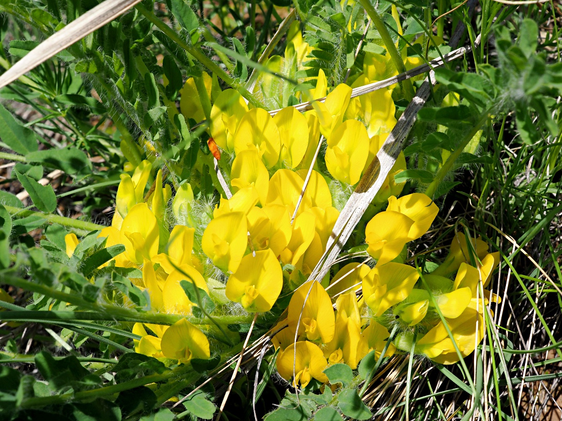 Image of Astragalus henningii specimen.