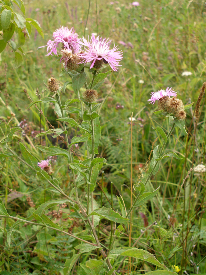 Image of Centaurea pseudophrygia specimen.