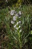 genus Rindera. Цветущее растение. Турция, ил Битлис, кальдера Немрут, северный берег озера Ылы, луг. 22 мая 2025 г.