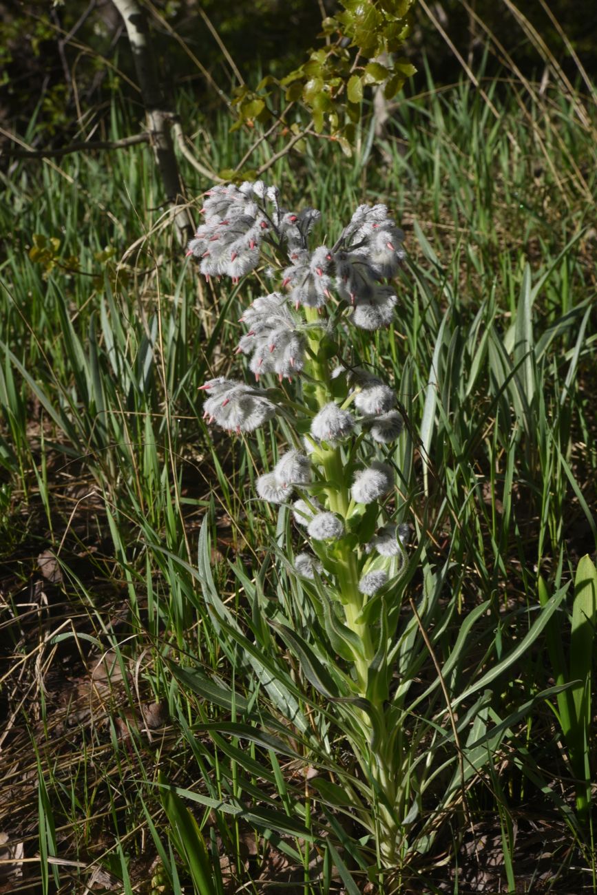 Image of Rindera lanata specimen.