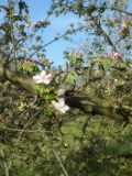 Malus domestica