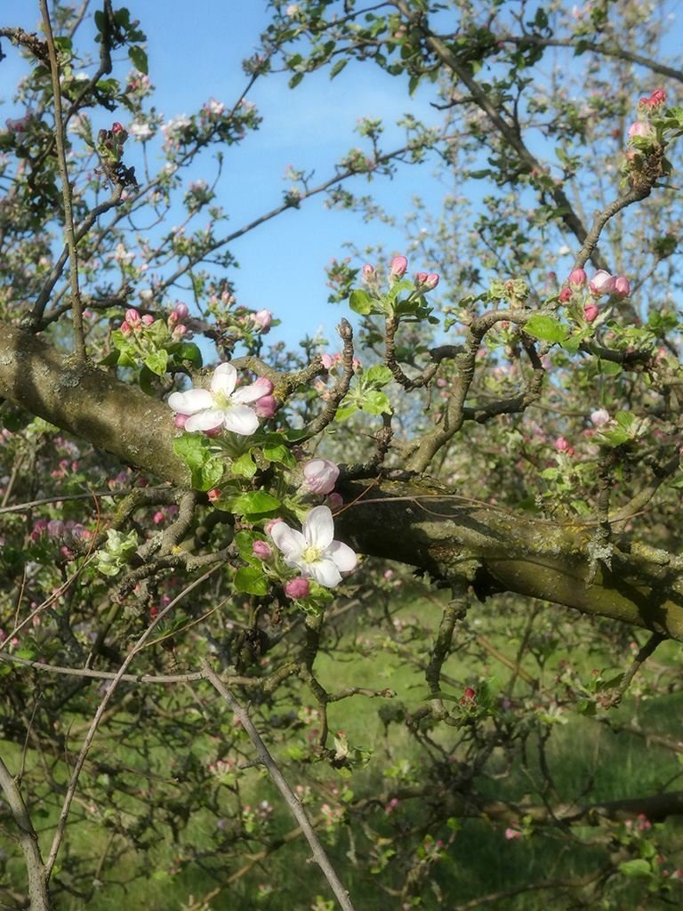 Изображение особи Malus domestica.