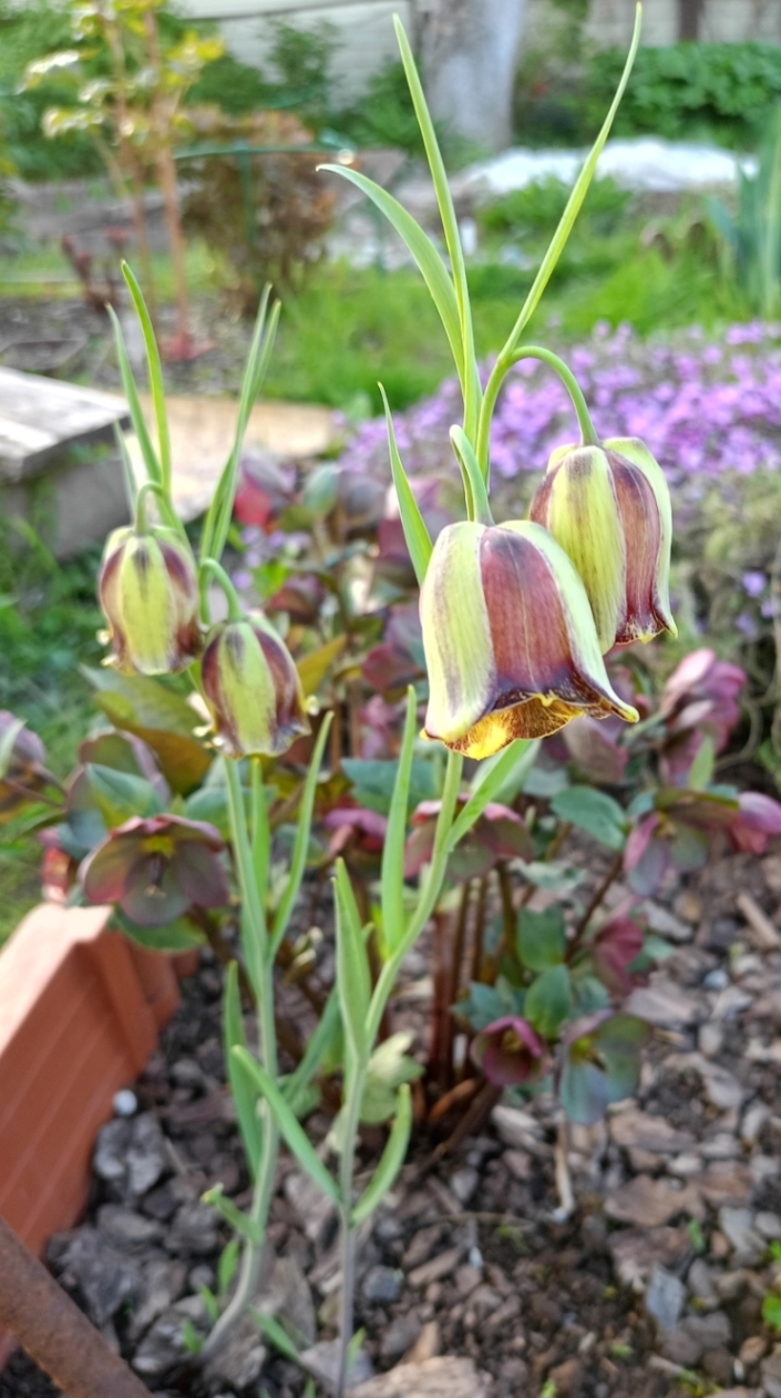 Image of Fritillaria acmopetala specimen.