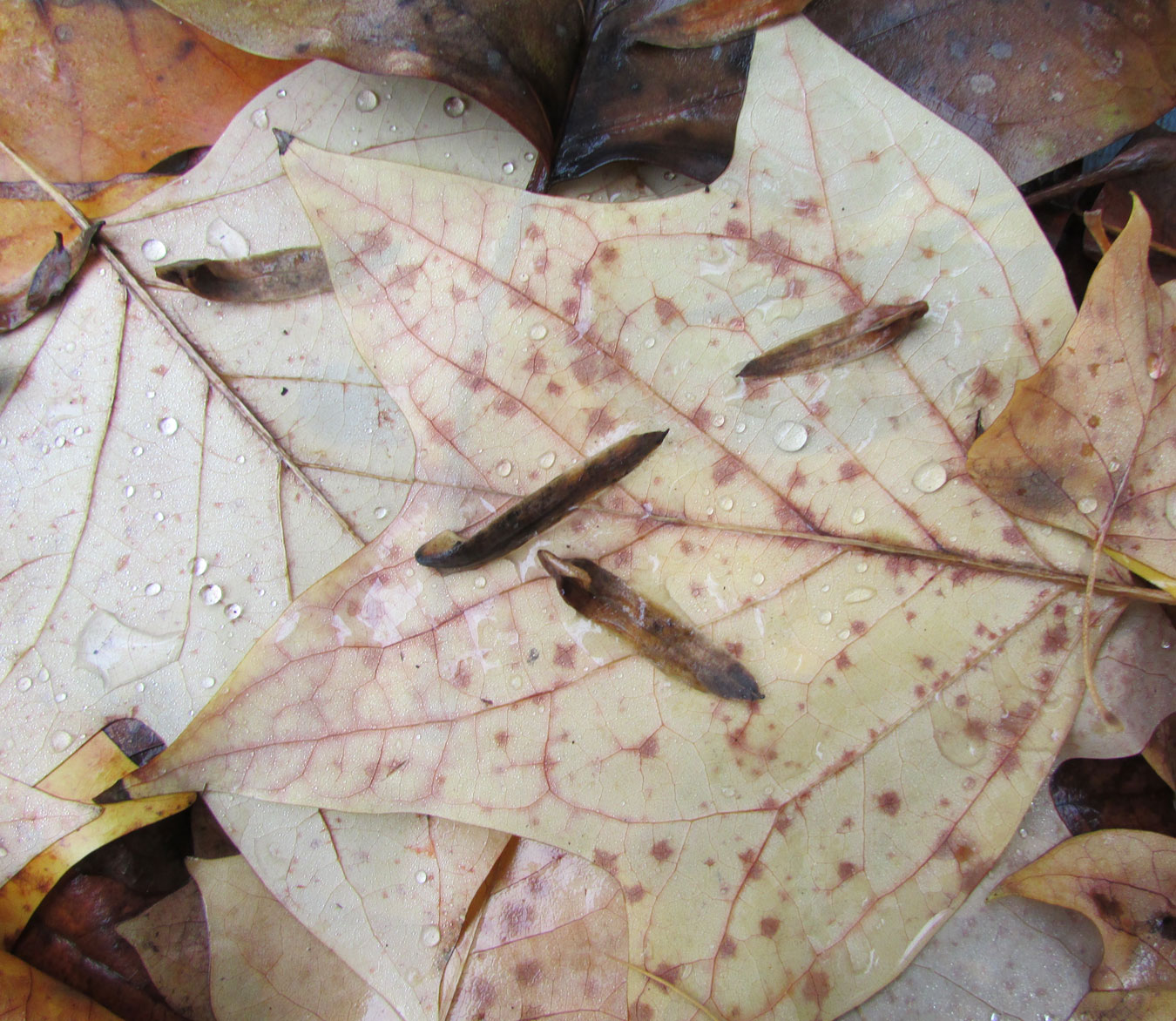 Image of Liriodendron tulipifera specimen.