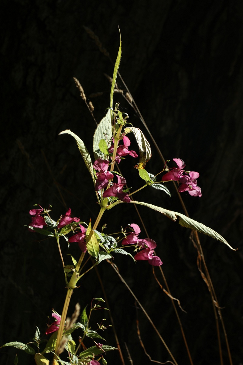 Изображение особи Impatiens glandulifera.