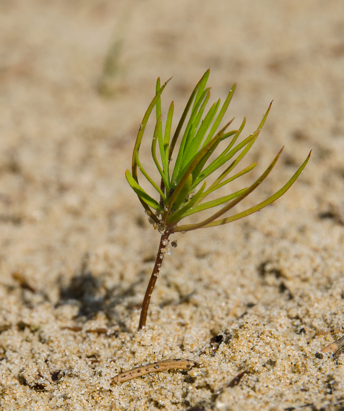 Изображение особи род Pinus.