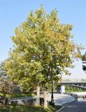 Liriodendron tulipifera. Взрослое дерево. Узбекистан, г. Ташкент, Юнусабадский р-н, парковая зона, обочина тротуара, в культуре. 10.10.2025.