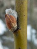 Salix × holosericea. Почка. Чувашия, окр. г. Шумерля, очистные сооружения. 13 апреля 2011 г.