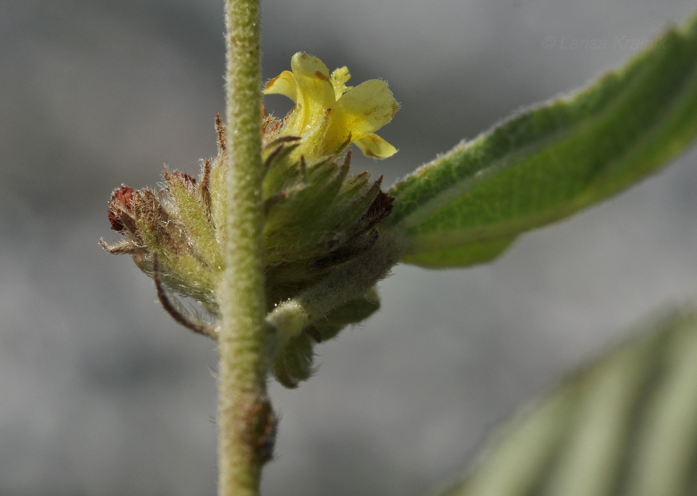 Изображение особи Waltheria indica.