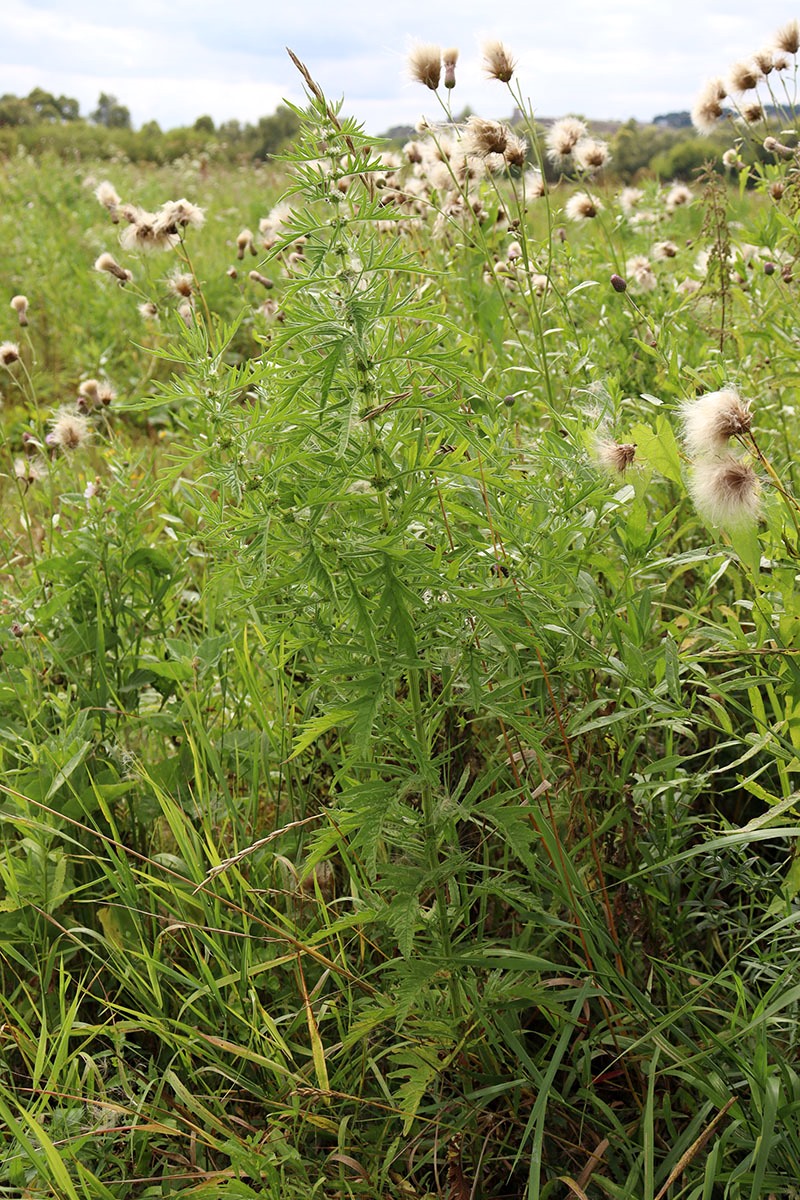 Изображение особи Lycopus exaltatus.