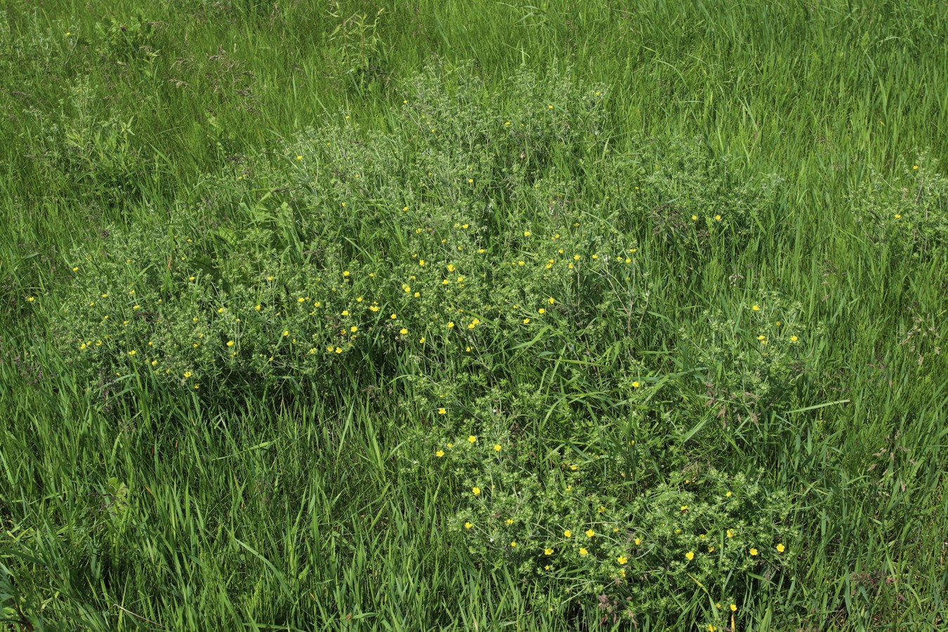 Image of Potentilla argentea specimen.
