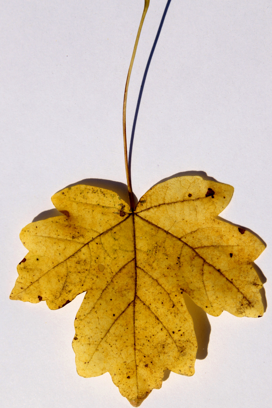 Изображение особи Acer campestre.