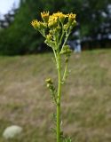 genus Senecio. Верхушка цветущего растения. Калининградская обл., г. Светлогорск, канава вдоль дороги. 27.07.2025.