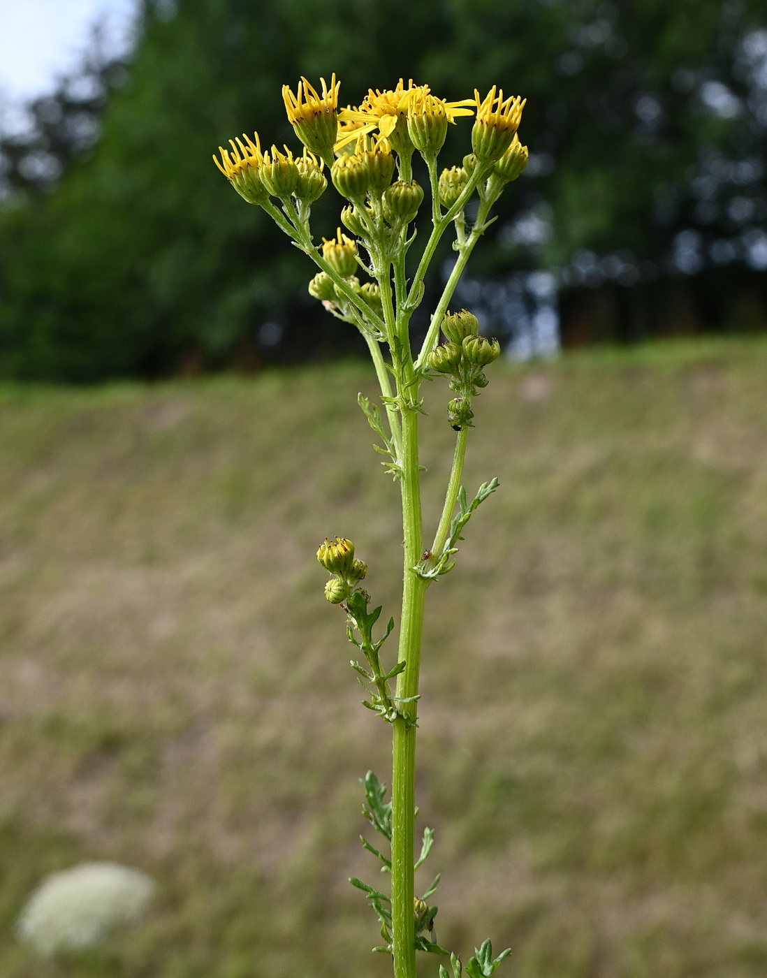 Image of genus Senecio specimen.