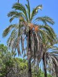 Phoenix canariensis. Верхняя часть ствола и крона плодоносящего растения. Португалия, г. Лиссабон, в культуре. 02.08.2025.