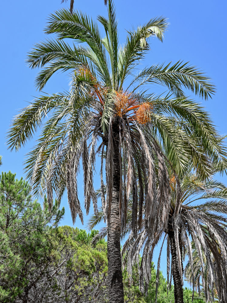 Изображение особи Phoenix canariensis.