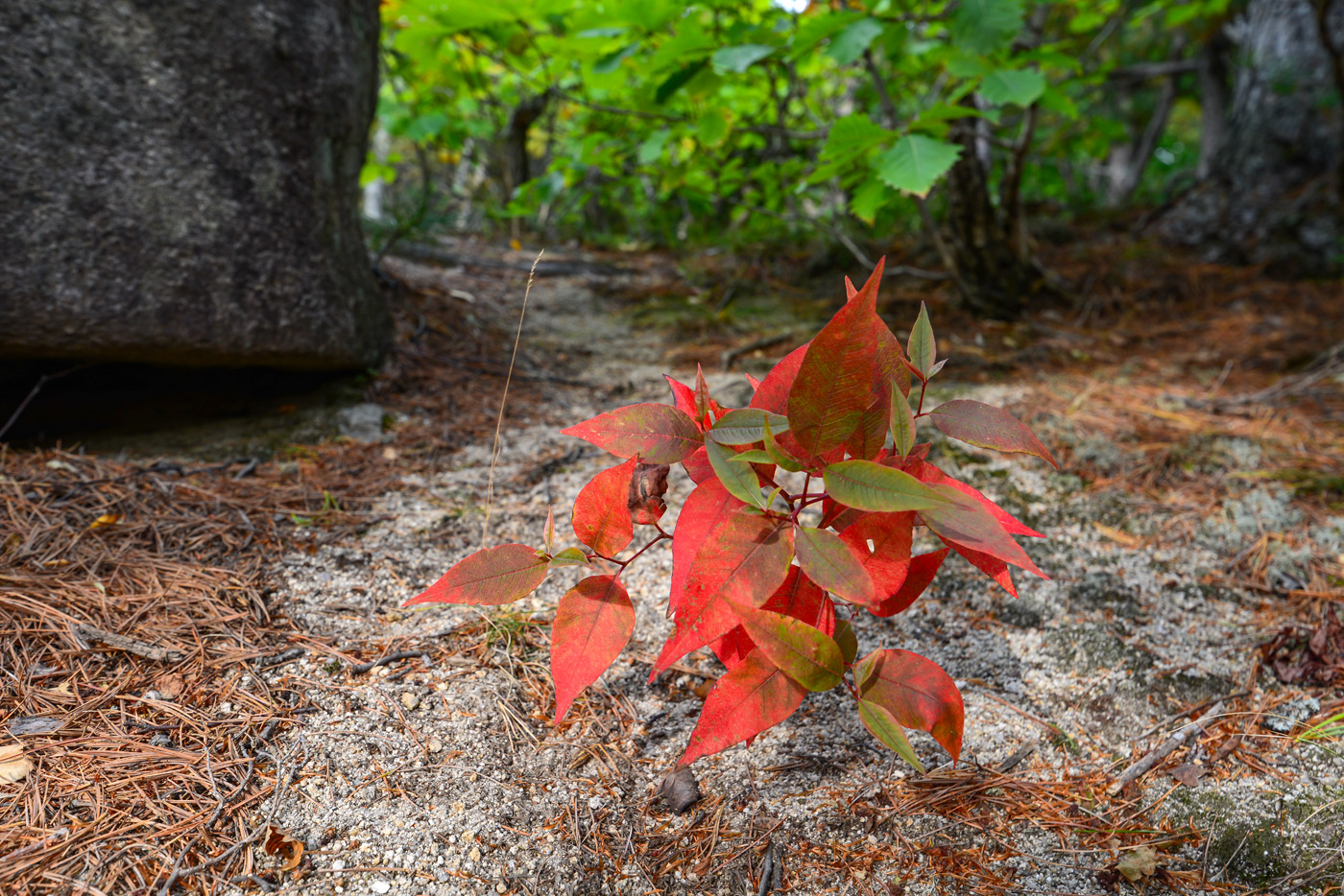 Изображение особи Aconogonon jurii.