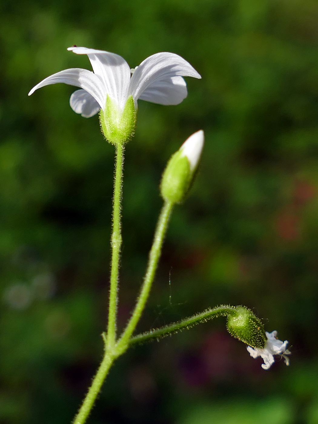 Image of Cerastium pauciflorum specimen.