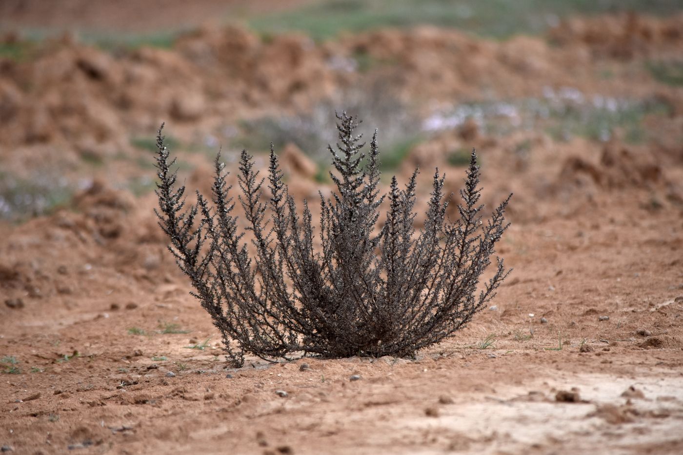 Изображение особи Salsola foliosa.