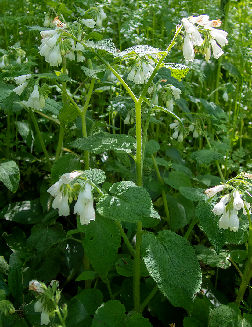 Изображение особи Symphytum tauricum.