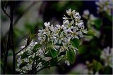 Изображение особи. Автор - Виталий Гуменюк