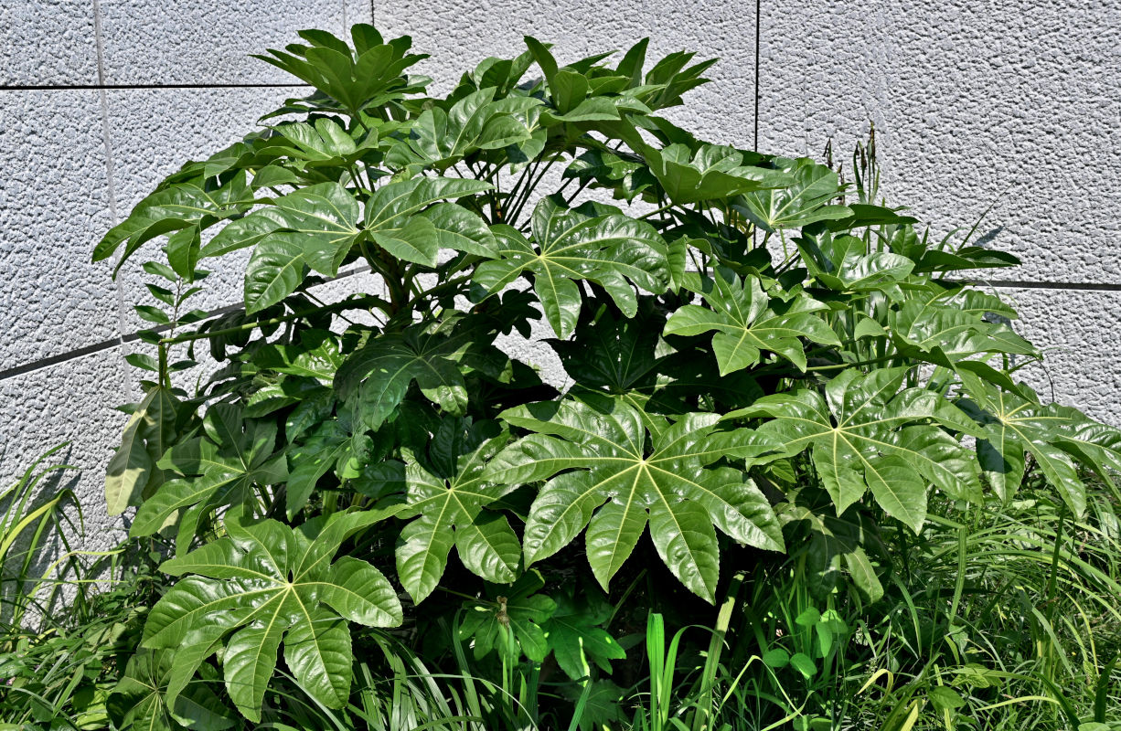 Изображение особи Fatsia japonica.