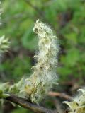 Salix schwerinii. Вскрывшееся соплодие. Хабаровский край, г. Комсомольск-на-Амуре, берег ручья Тёплый ключ. 27.05.2026.