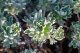 Artemisia lagocephala. Распускающиеся листья. Приморский край, Чугуевский р-н, гора Голец, 1600 м н.у.м., курумник. 13.06.2026.