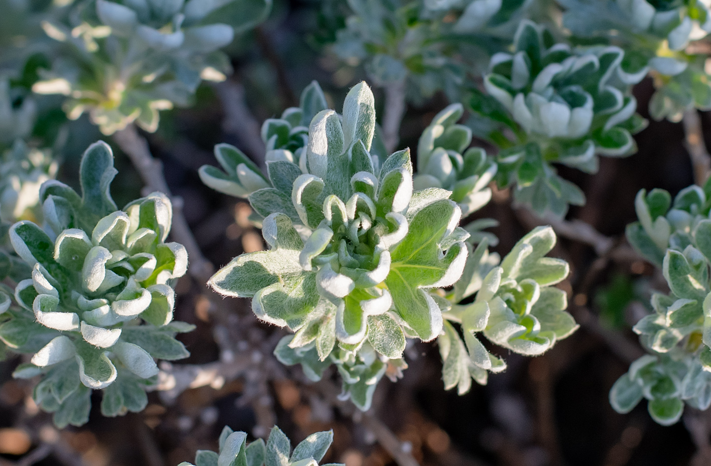 Изображение особи Artemisia lagocephala.