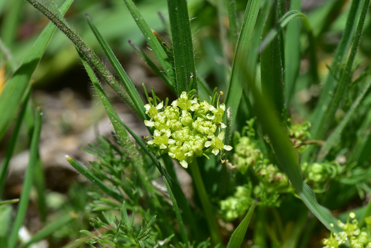 Image of familia Apiaceae specimen.