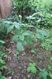 Arisaema jacquemontii. Цветущее растение. Московская обл., Щёлковский р-н, в культуре. 09.07.2026.