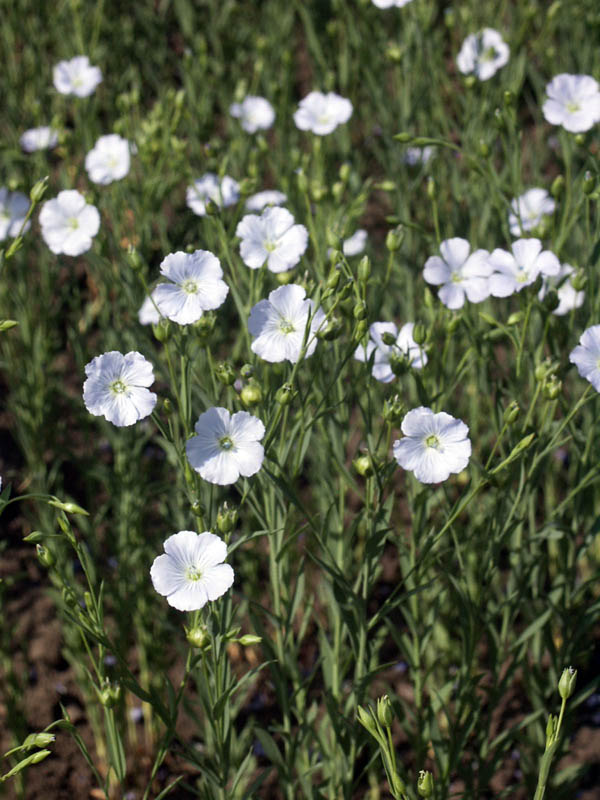 Image of Linum usitatissimum specimen.