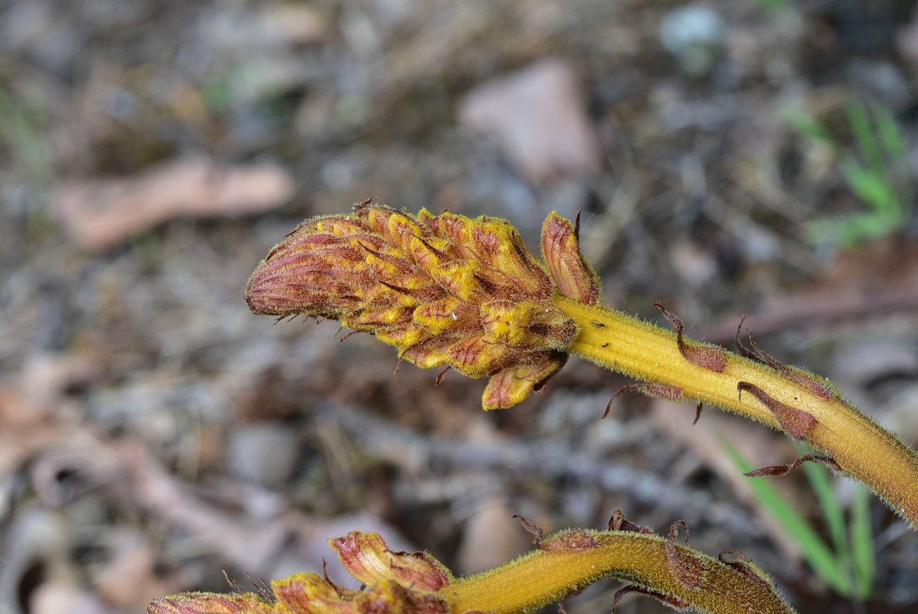 Image of genus Orobanche specimen.