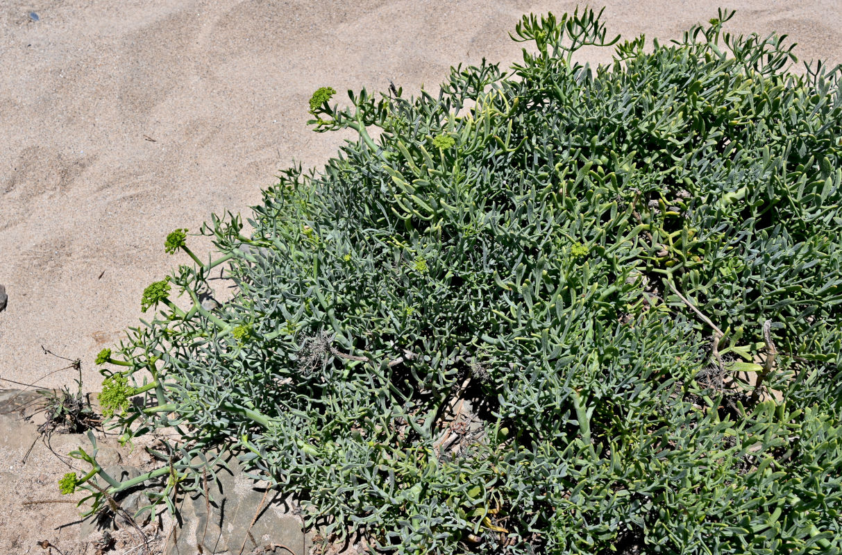 Изображение особи Crithmum maritimum.