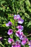 Lathyrus palustris. Соцветие с прицепившимися усиками листьев. Ленинградская обл., Ломоносовский р-н, окр. Шепелёвского маяка; п-ов Каравалдай, южная оконечность, берег Финского залива, приморский луг. 20.06.2026.