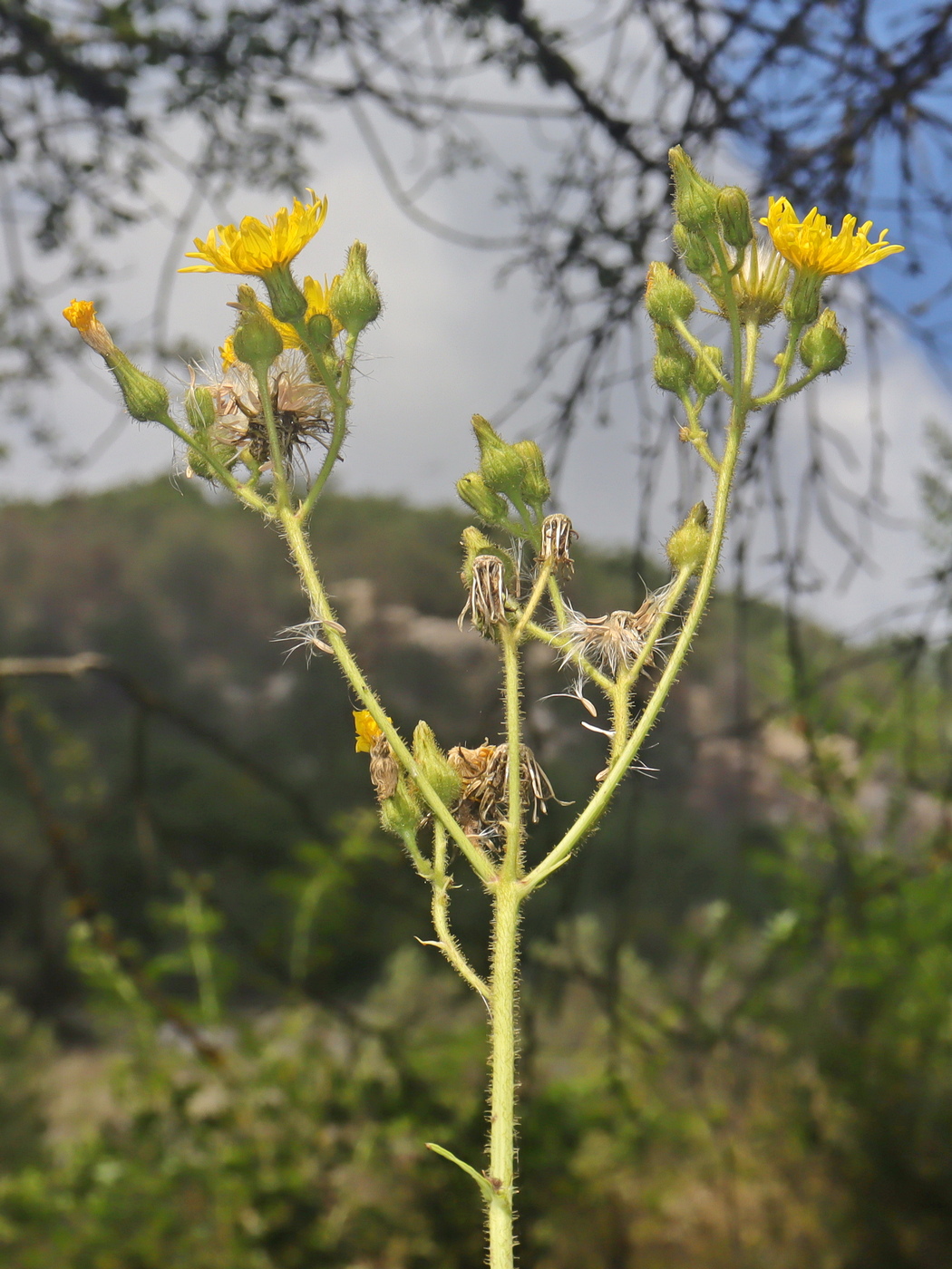 Изображение особи Sonchus palustris.