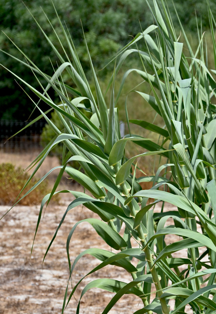 Изображение особи Arundo donax.