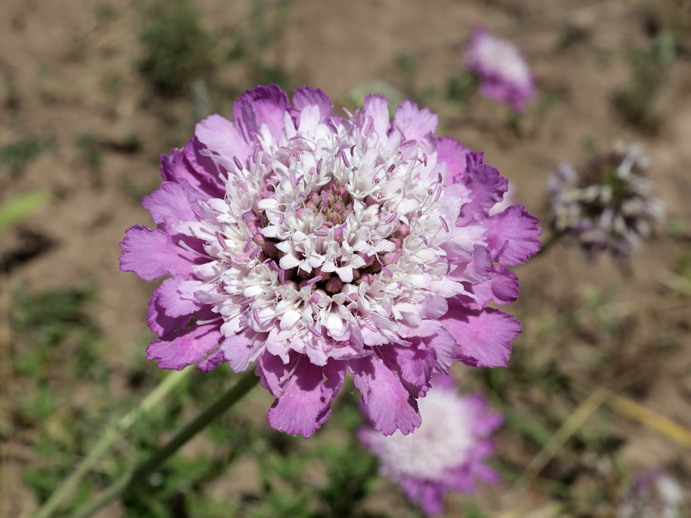 Image of genus Lomelosia specimen.