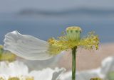 Papaver sokolovskajae. Завязь. Приморье, о. Шкота, коса, каменистый берег моря. 27.06.2026.