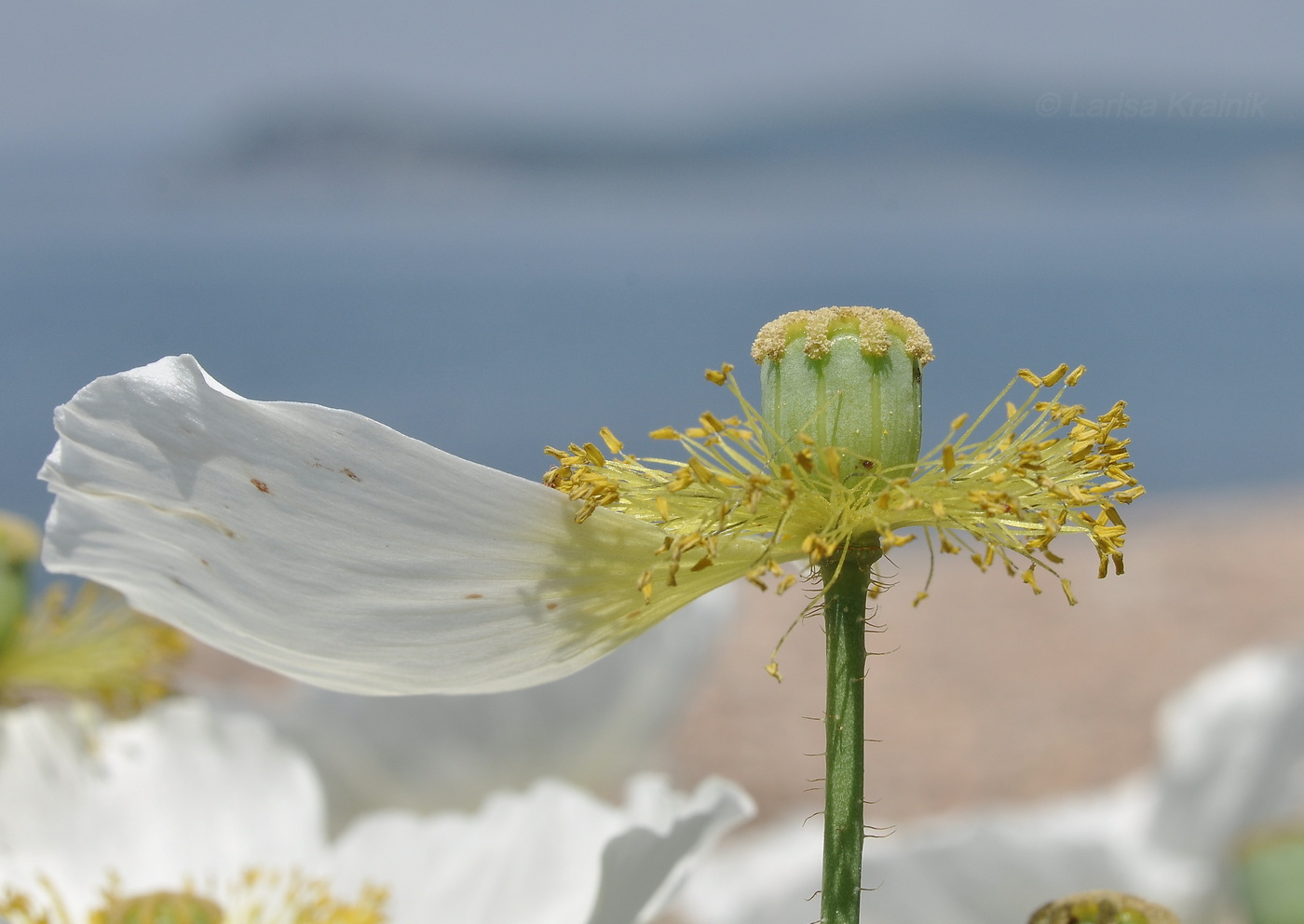 Изображение особи Papaver sokolovskajae.