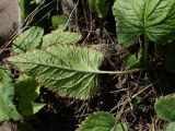 Campanula punctata. Лист (абаксиальная сторона). Хабаровский край, г. Комсомольск-на-Амуре, Силинский лесопарк, просека ЛЭП. 01.09.2026.