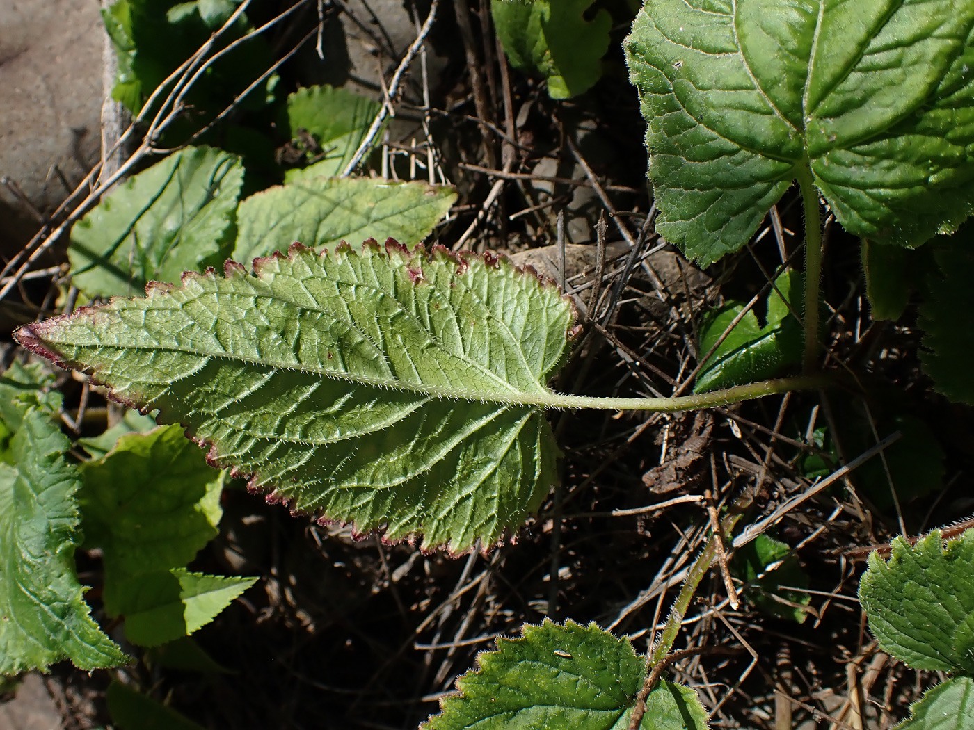 Image of Campanula punctata specimen.