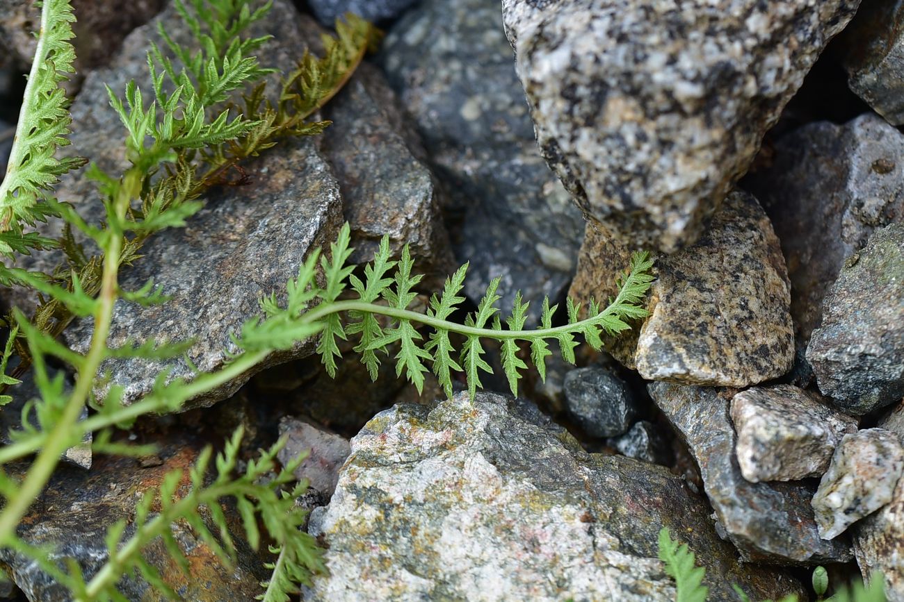 Image of genus Pedicularis specimen.