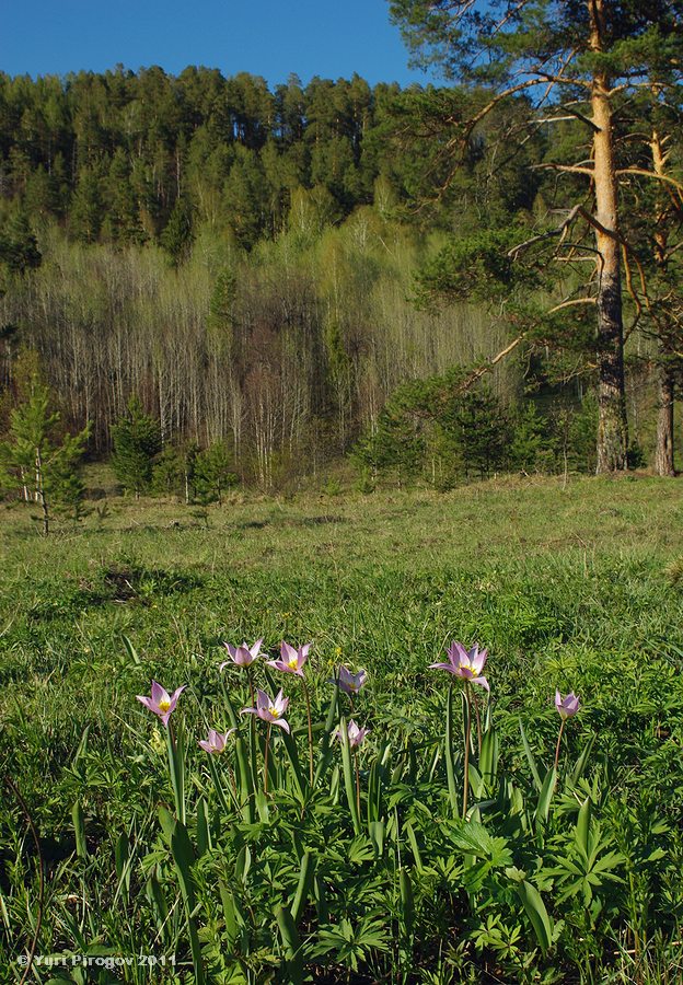 Изображение особи Tulipa riparia.