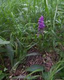 Dactylorhiza urvilleana