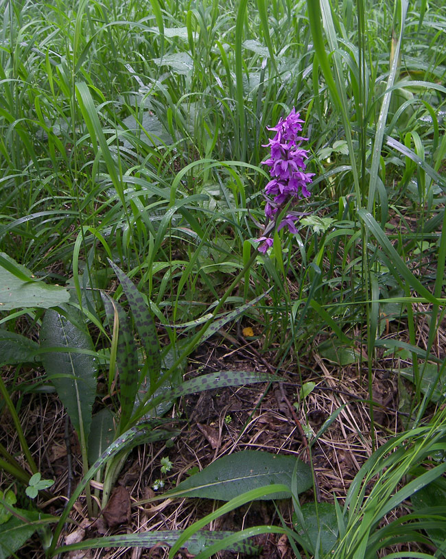 Изображение особи Dactylorhiza urvilleana.