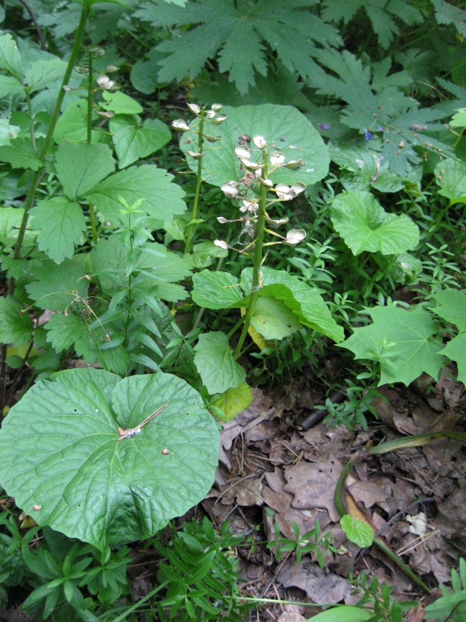 Image of Pachyphragma macrophyllum specimen.