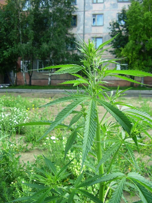 Image of Cannabis sativa var. spontanea specimen.